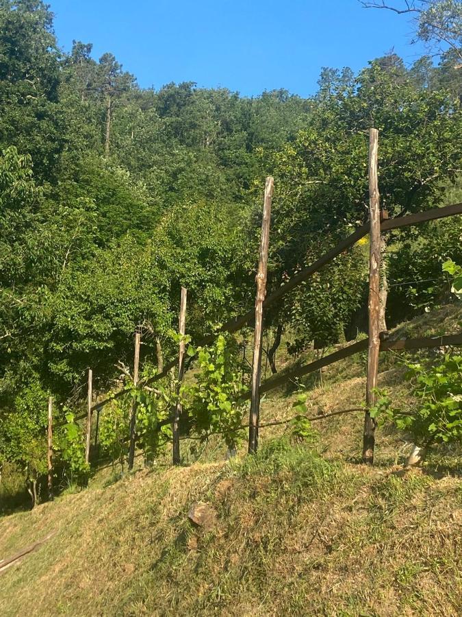 Villa Maremonti - Con 3 Piscine Sestri Levante Eksteriør billede